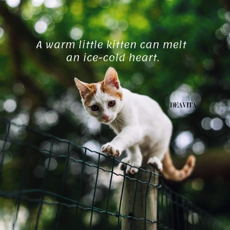 warm little kitten quotes and sayings funny photos