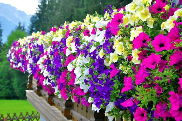 colorful blooming petunia balcony garden hanging flowers ideas
