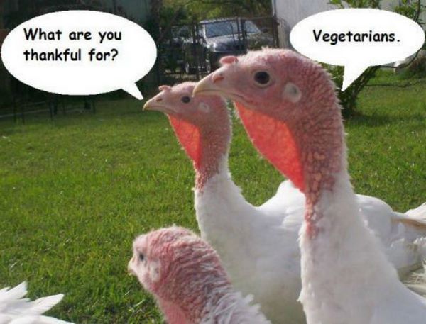 funny turkey memes for thanksgiving