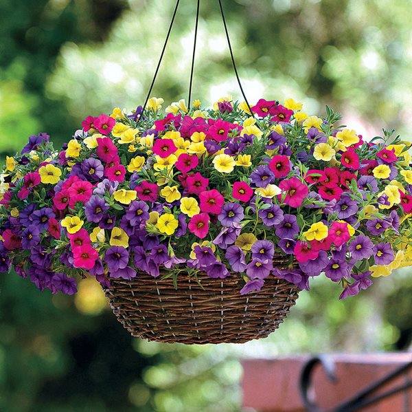 hanging plants for balcony window box baskets Magic bells Calibrachoa