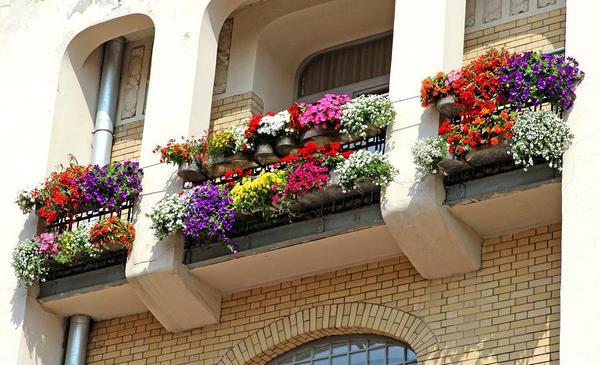 hanging plants on balcony garden tips and hints