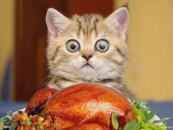 thanksgiving cat memes and funny photos