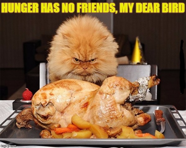 thanksgiving cats funny memes