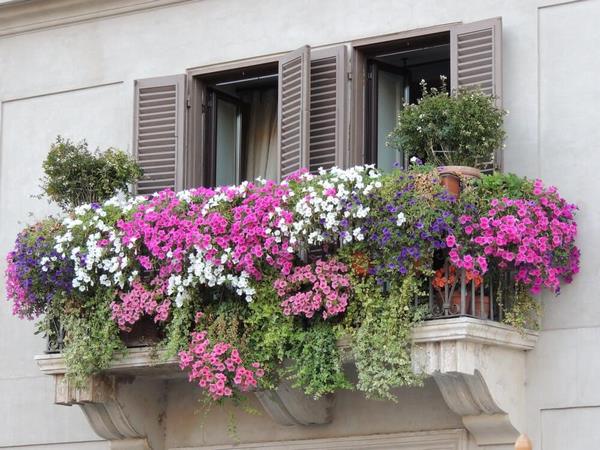 Hanging Balcony Plants And Blooming Flowers For A Spectacular Exterior