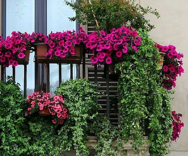 window-and-balcony-flowers-hanging-plants-ideas