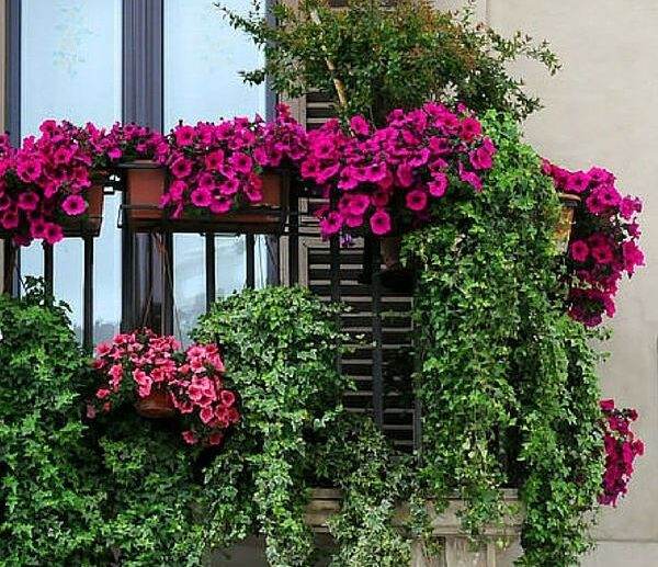 window-and-balcony-flowers-hanging-plants-ideas