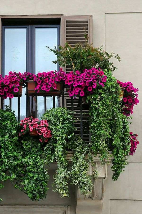 Hanging balcony plants and blooming flowers for a