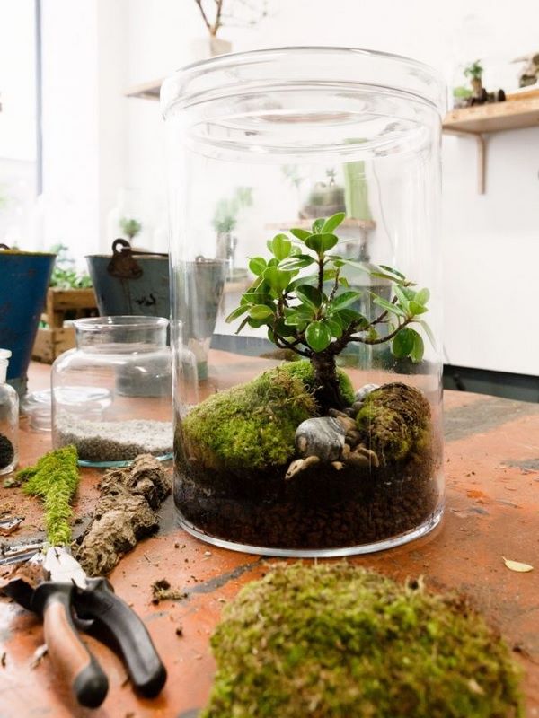 DIY terrarium ideas how to choose plants
