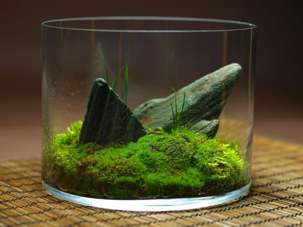 beautiful moss terrarium with rocks