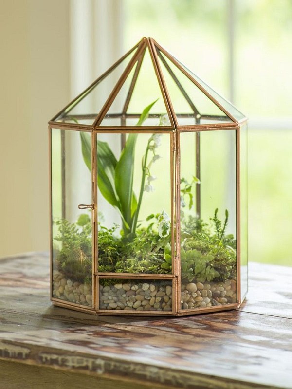 beautiful terrariums plants decorations tips