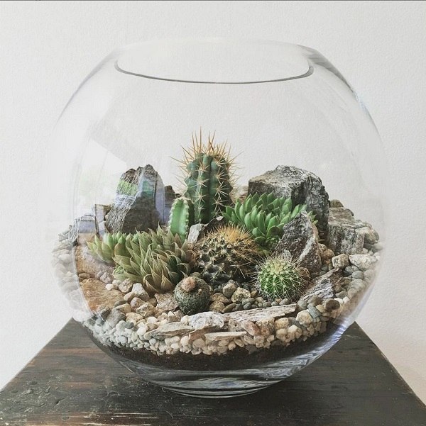 how to design a terrarium with rocks and cacti