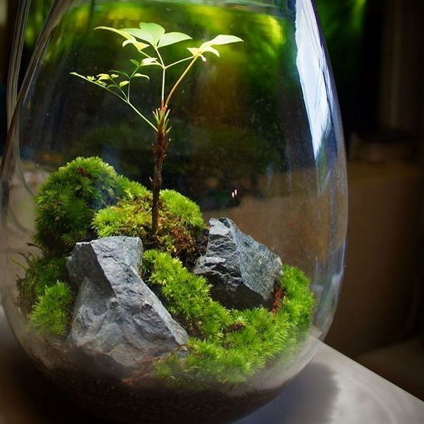 moss with rocks terrarium design ideas