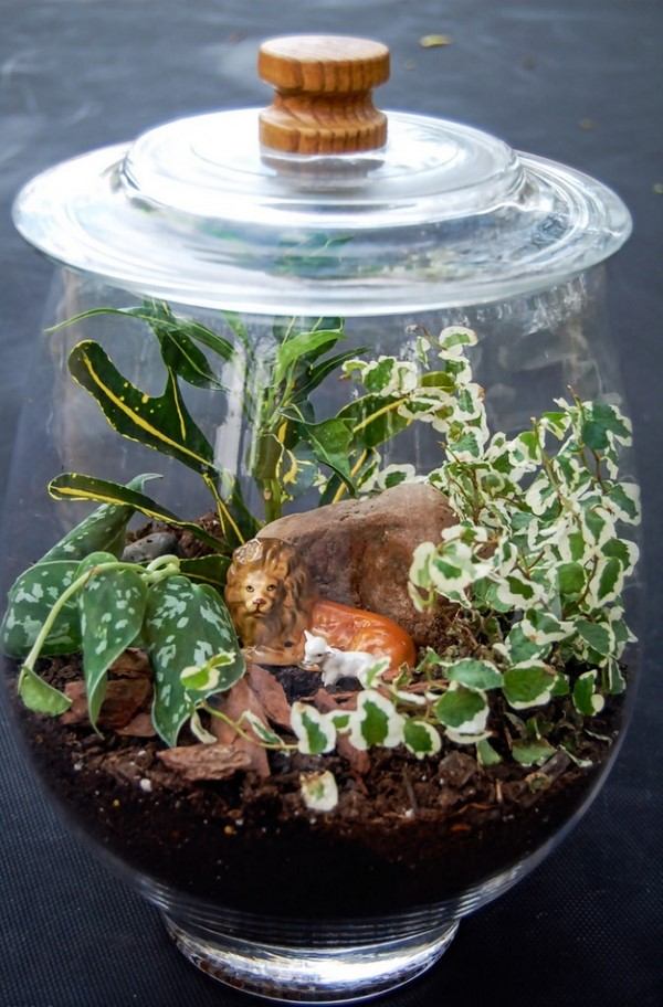 plants for terrariums croton