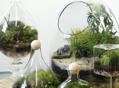 plants-for-terraruims-ferns-mosses