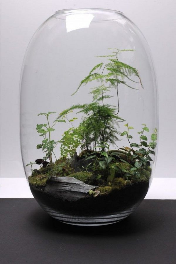 terrarium design ideas mini ferns rocks