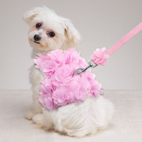 How To Choose Dog Girl Names Tips And Ideas To Help You