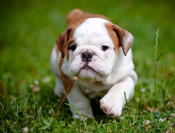 Popular male puppy names how to choose the best one