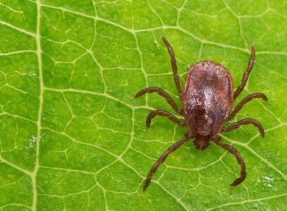 Tick-bite-rash-how-to-recognize-the-symptoms-treatment-tips