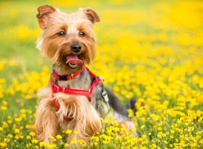 What-are-the-best-dog-names-for-2019