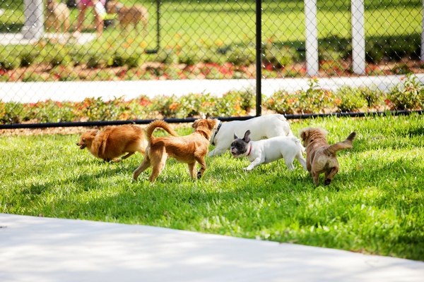 before you go to the dog park rules and tips