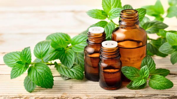 peppermint leaves and essential oil home remedies