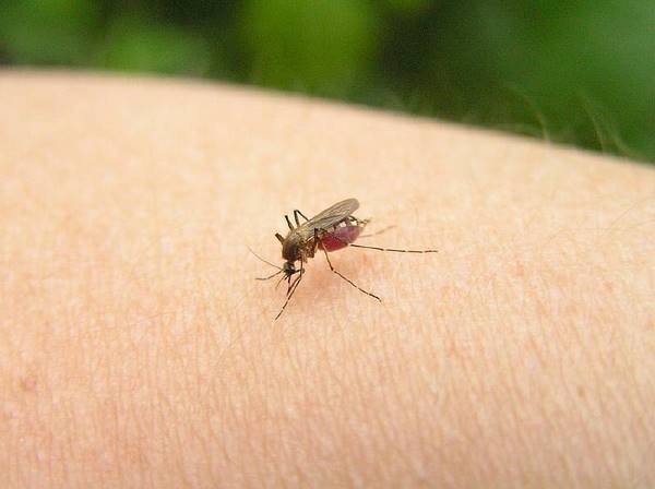 why mosquitoes bite how to relieve itching