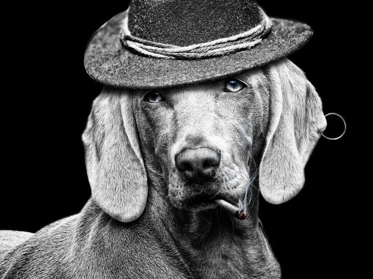 dog in black white with hat earring and lit cigarette in mouth