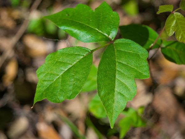 how to recognize poison ivy rash symptoms and treat them 