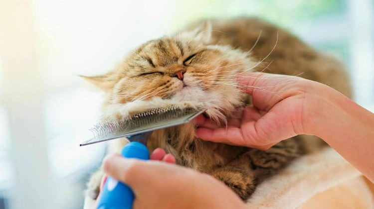 use brush for cat hair