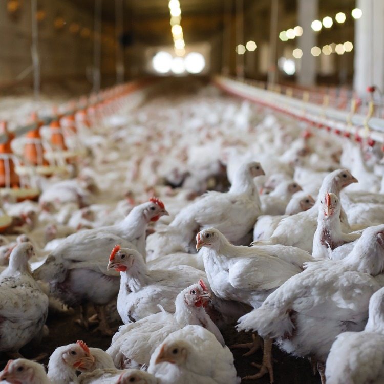 White chicken in a factory bred in large quantities