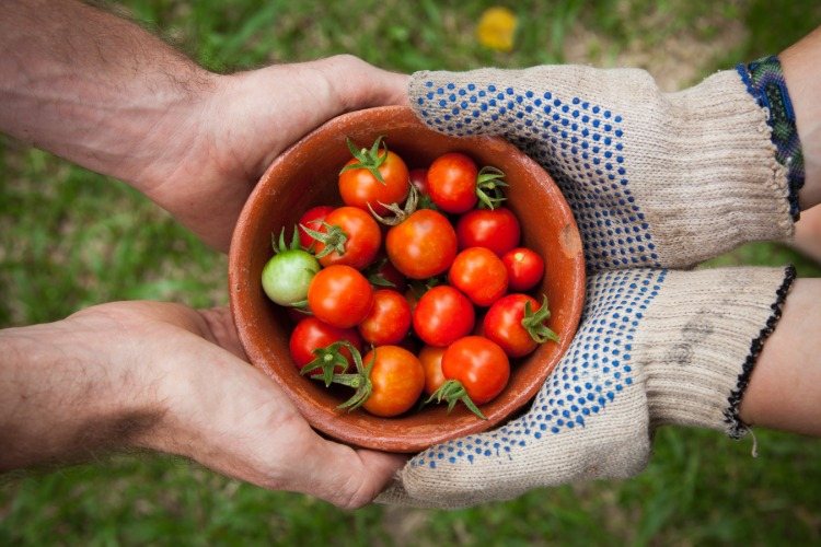 hands with gloves hold a bowl with cherry tomatoes