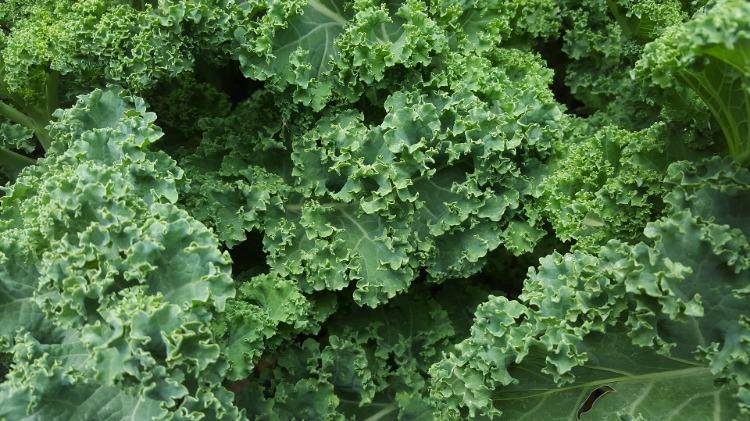 kale with saturated green colored leaves 