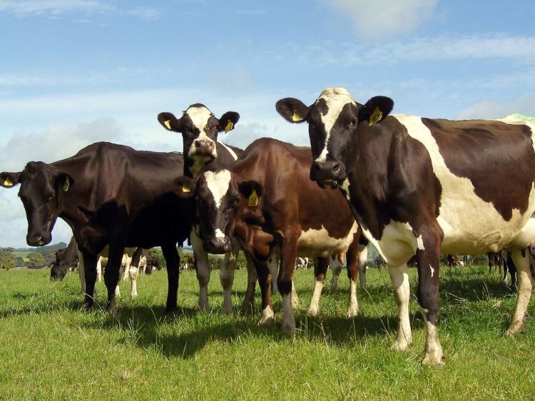 livestock farming cows grown on field