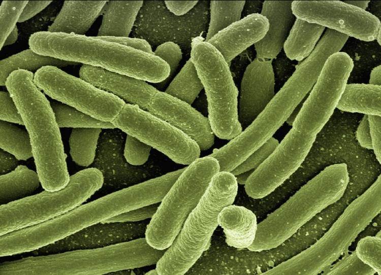 antigens coli bacteria with green color and weak immune system