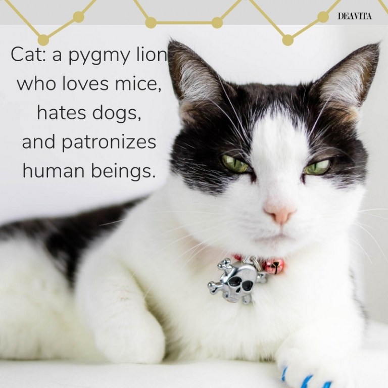 Cat dog and people super cool quotes and funny sayings