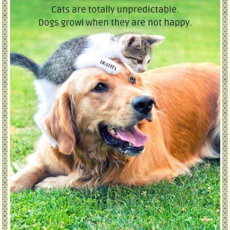 Cats and dogs funny quotes and sayings with photos