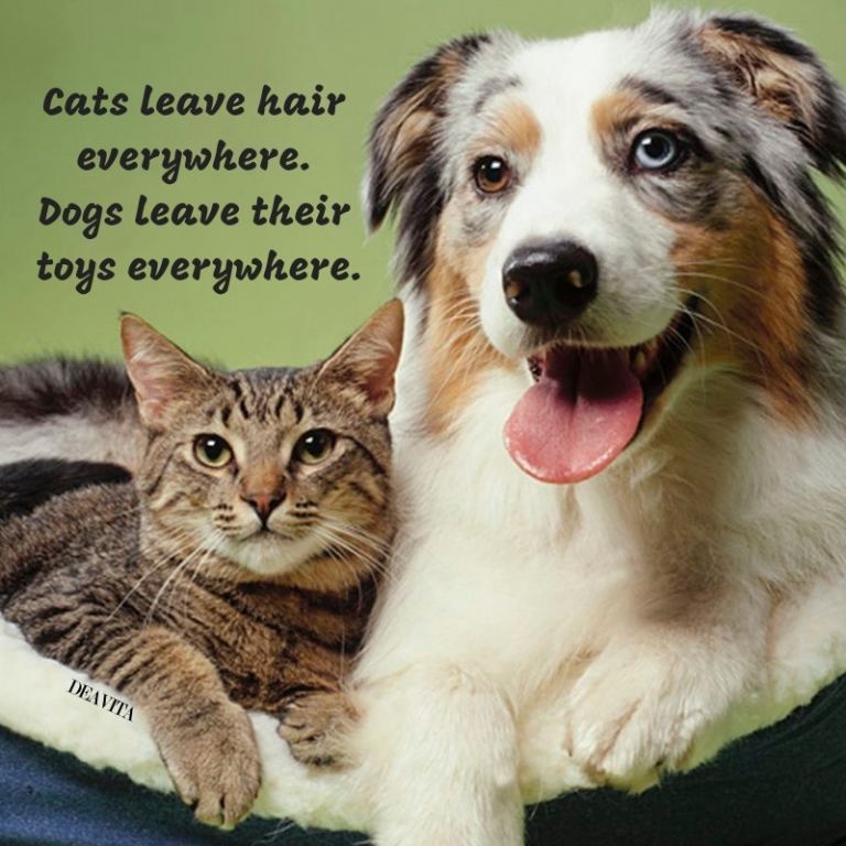 Cats and dogs sayings funny quotes with photos