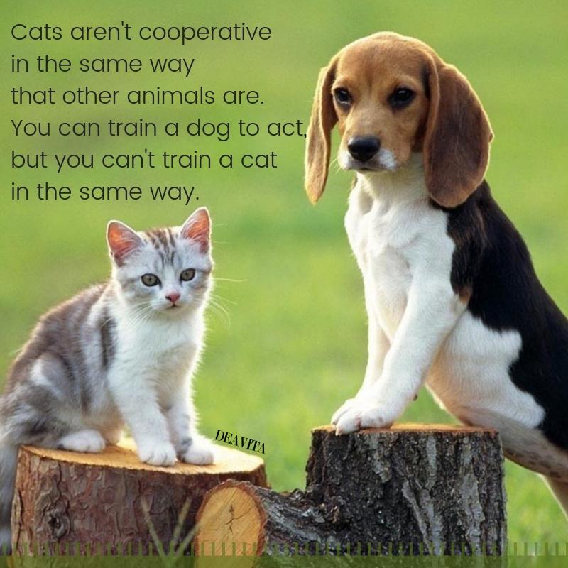 Cats and dogs sayings with cute photos