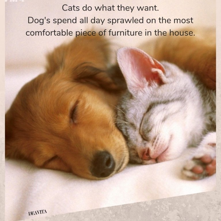 funny quotes with super cute photos Cats vs Dogs 