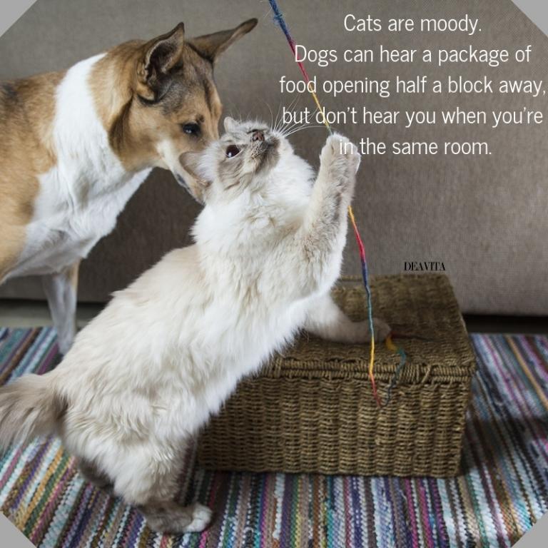 Cats vs Dogs quotes and cute sayings about pets character