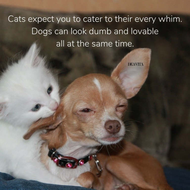 Cats vs dogs funny pet quotes
