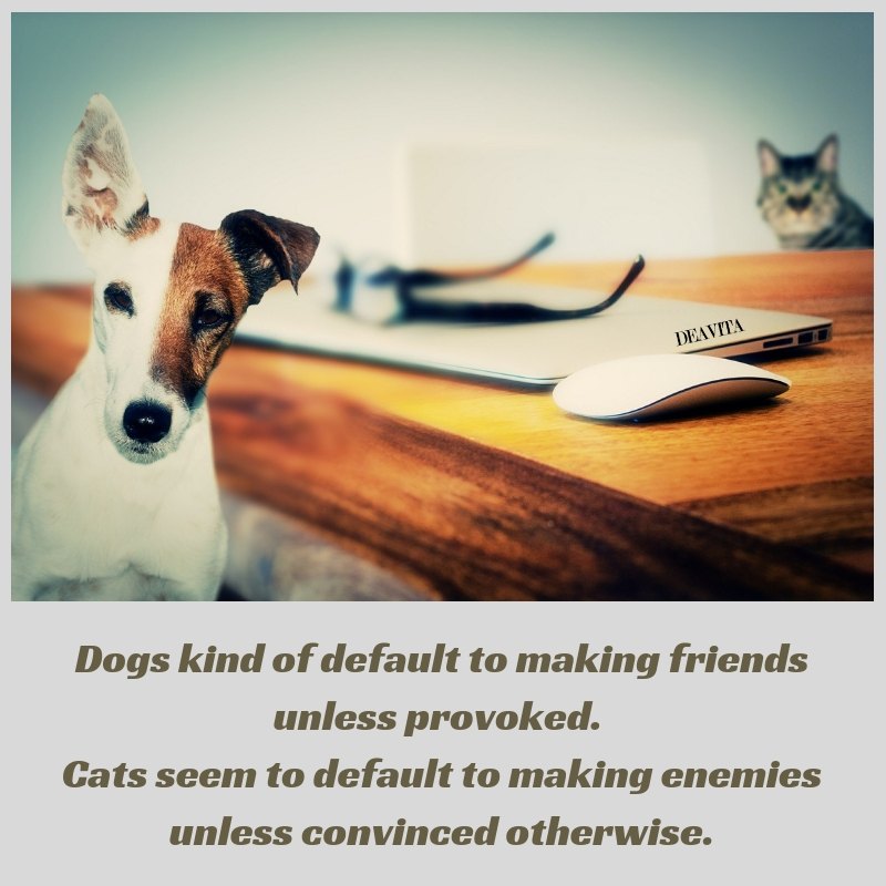 Dogs and cats funny sayings with cute photos