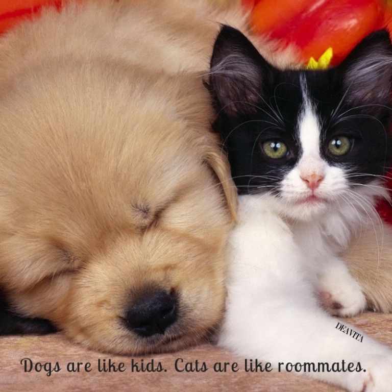 Dogs are like kids Cats are like roomates