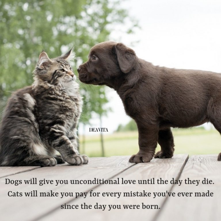 Dogs vs cats sayings and quotes with cool photos