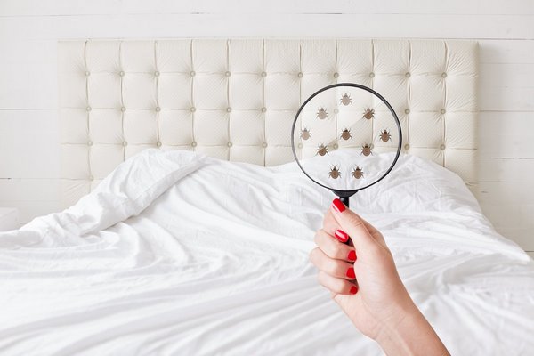How to prevent bedbug infestation at home