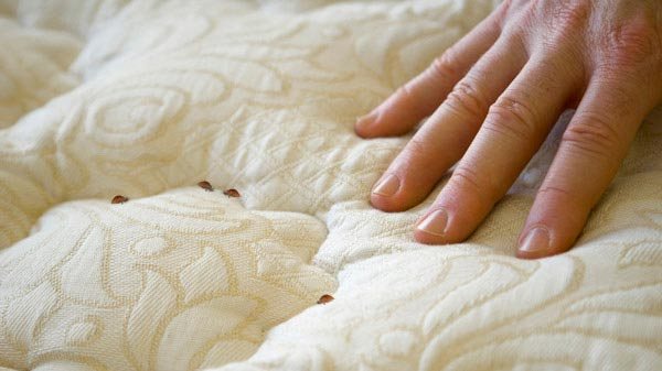How to recognize bedbug bites symptoms