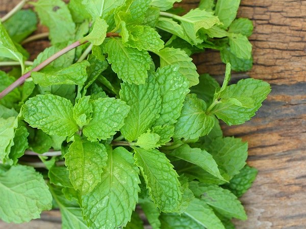 Mint leaves relieve pain and have cooling effect