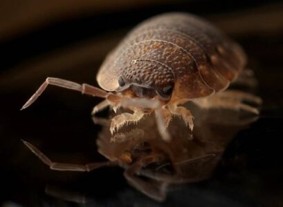 What-are-the-symptoms-of-bedbug-bites