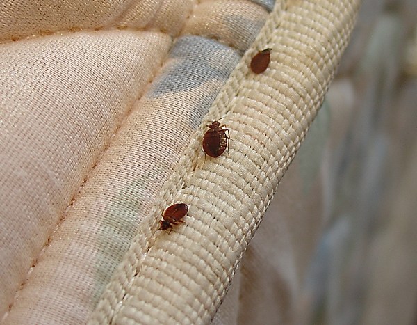 Where bedbugs live and how to find them