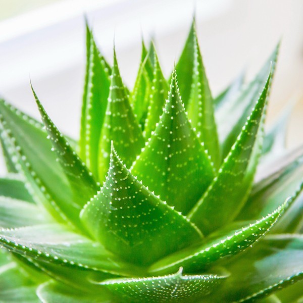 aloe vera home remedies to relieve itching skin